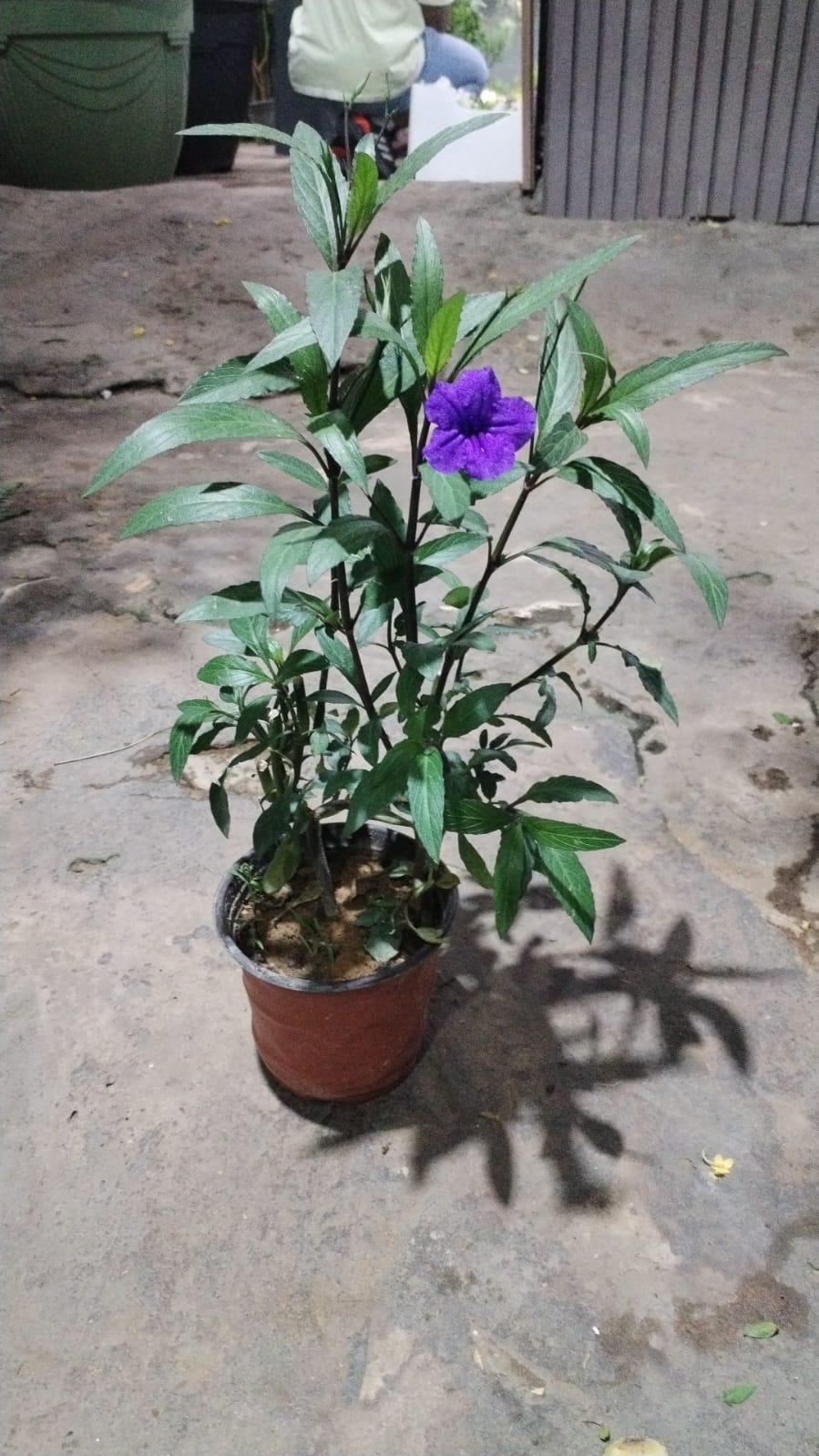 Gallery Image 13
